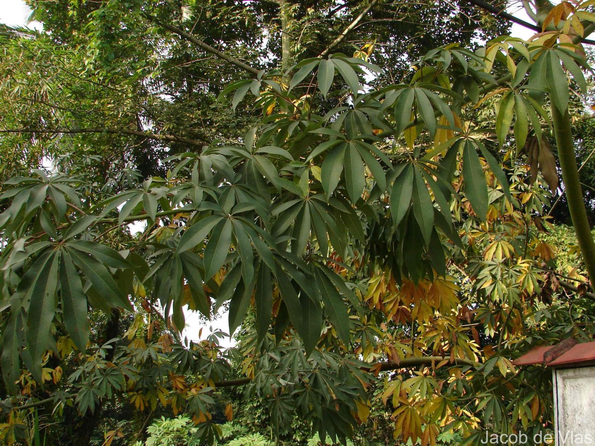 Ceiba pentandra (L.) Gaertn.